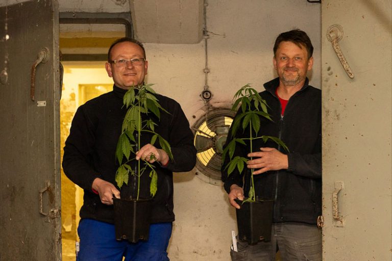 Mitarbeiter finden Cannabis-Plantage